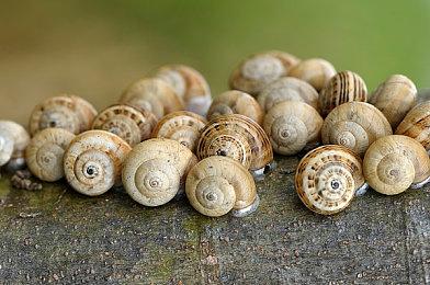 佛州黑人小伙效仿《GTA6》佛州小丑 发视频向R星要钱