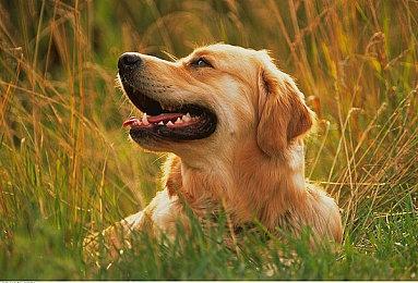 《生化危机4：重制版》艾达王黑丝逼真 玩家把持不住了